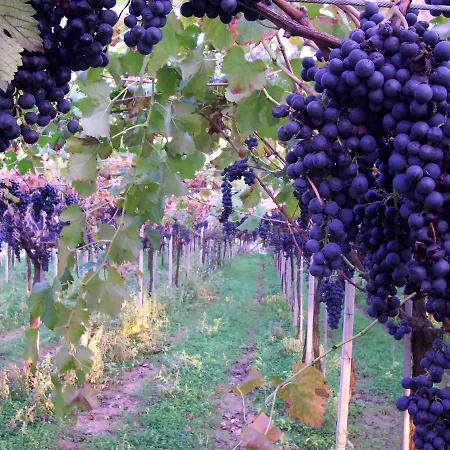 Agriturismo Falconiera *